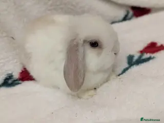 Mini Lop rabbits beautiful male minilop - Advert 13