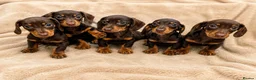 Dachshund dogs for sale: Dachshund Boy Puppies Ready Now - Advert 1