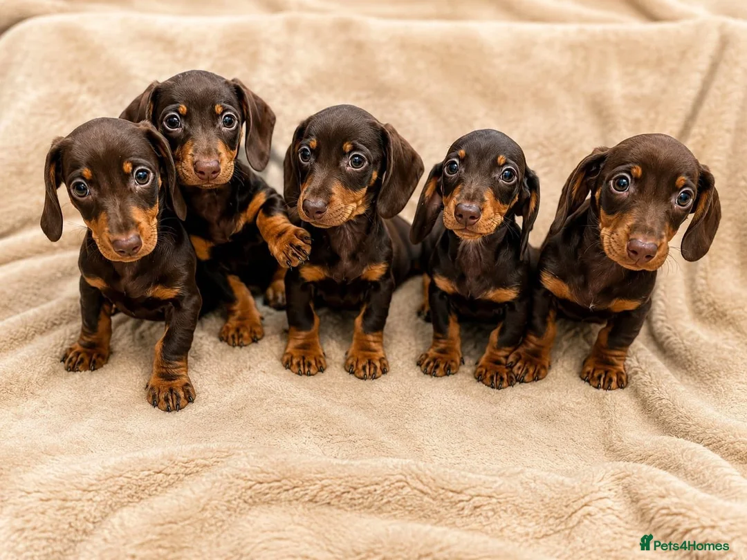Dachshund dogs for sale: Dachshund Boy Puppies Ready Now - Advert 1