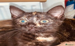 British Shorthair cats for sale: Adorable Multi colour Torty FOR SALE - Image 2