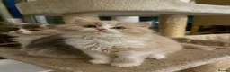 British Shorthair cats for sale: Stunning GCCF British Shorthair Cream Bicolour Boy - Advert 22