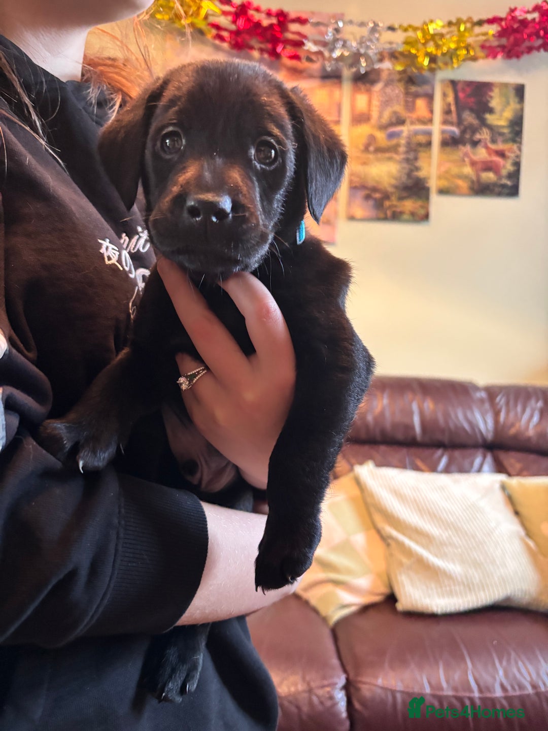 Labrador Retriever dogs for sale: Chocolate and Black Labrador Puppies - Advert 35