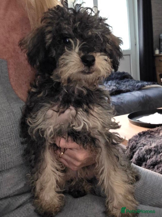 Jackapoo dogs Toy poodle 3/4 puppies  - Advert 4