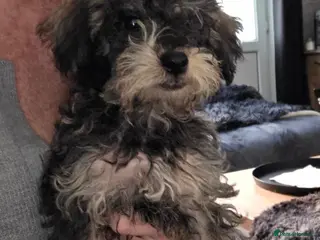 Jackapoo dogs Toy poodle 3/4 puppies - Advert 4