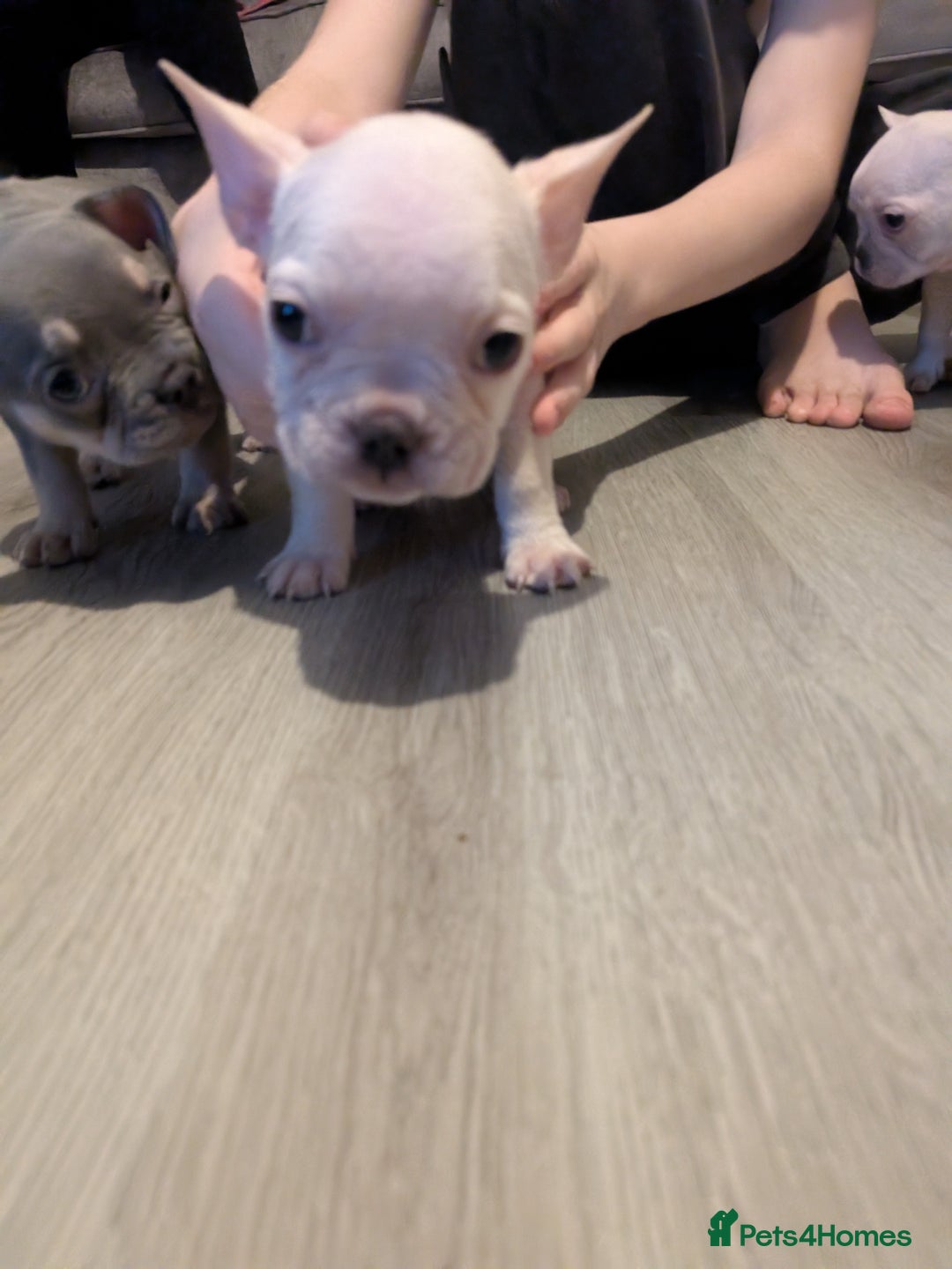 French Bulldog dogs for sale: French bulldog puppy's  - Image 14