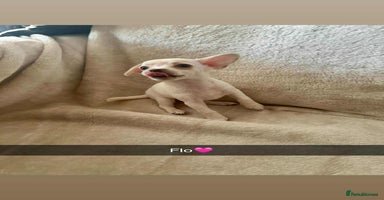 Chorkie dogs - Advert 4