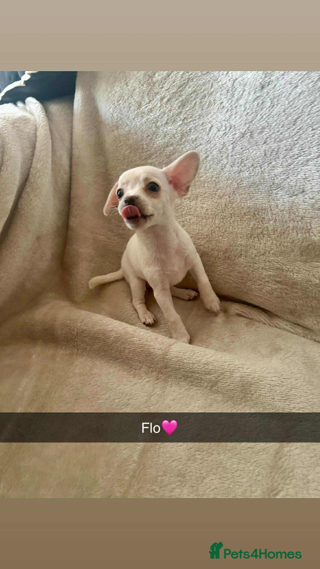 Chorkie dogs for sale: 3 beautiful white girls waiting for perfect homes - Image 3