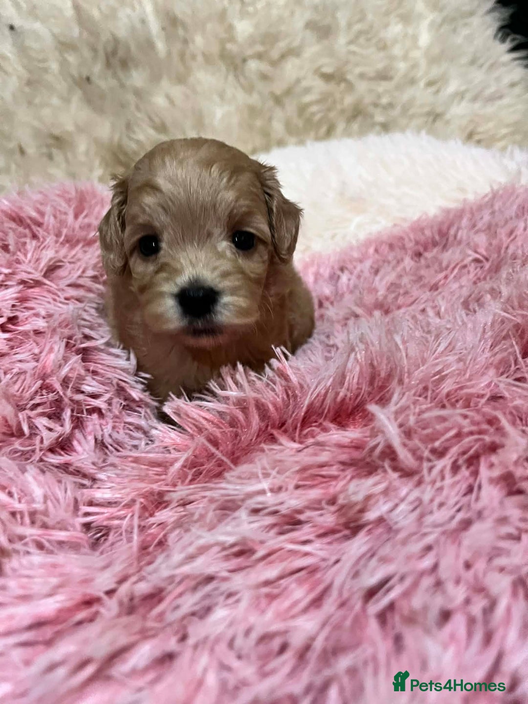 Cavapoo dogs for sale: Stunning litter of mix coloured tiny toy cavapoos - Advert 7