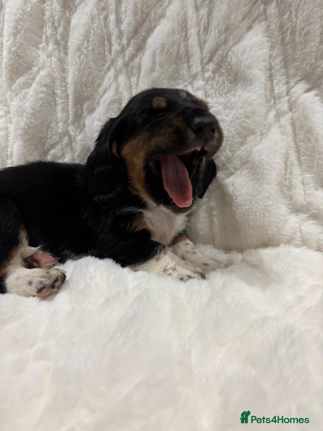 Basset Hound dogs for sale: Bassett hound puppies  - Advert 6