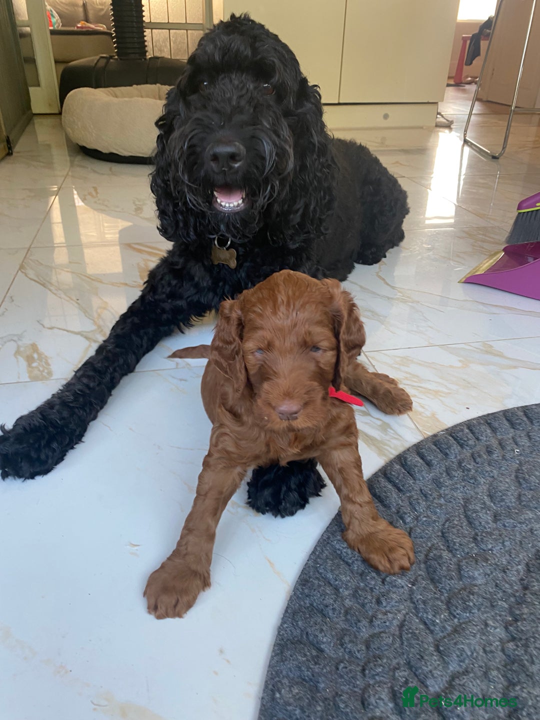 Irish Doodle dogs for sale: Irish doodle/ labradoodle - Image 30