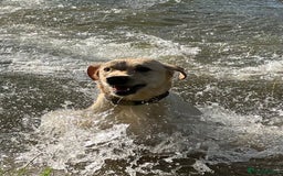 Labrador Retriever dogs for sale: Labrador puppies in Shaftesbury - Image 5