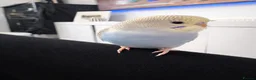 Budgerigars birds for sale: Mixed budgies for sale - Advert 3