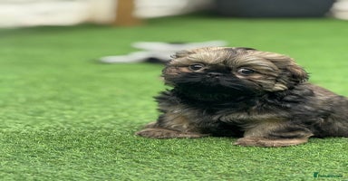 Shih Tzu dogs - Advert 5