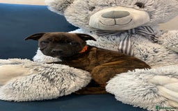 Staffordshire Bull Terrier dogs for sale: 🏅🏆 CHAMPION PLAY BOY STAFFY PUP LAST BOY!! - Image 11