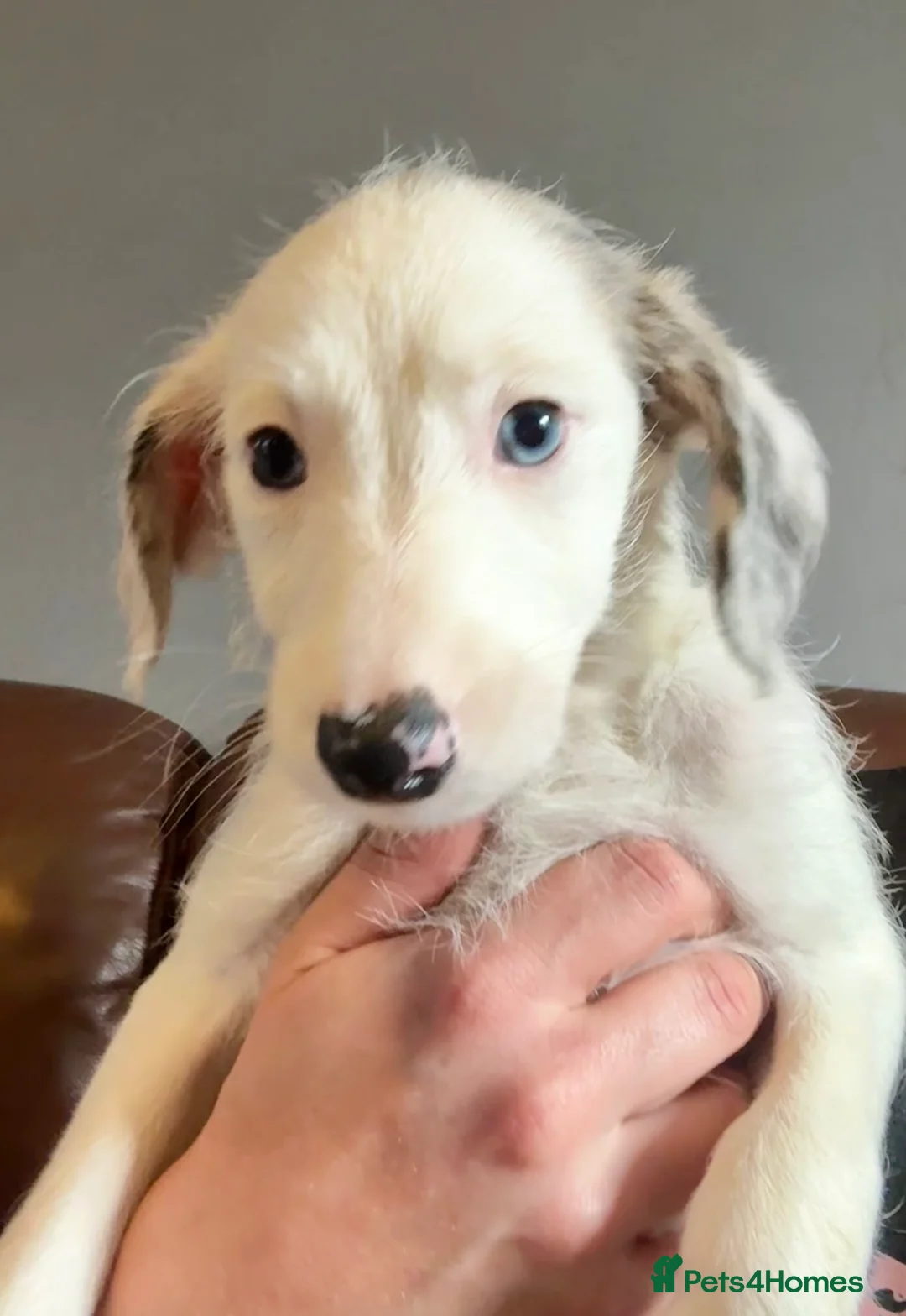 Mixed Breed dogs for sale: Whippet x Poodle READY NOW - Advert 32
