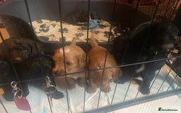 Cockapoo dogs for sale: Beautiful COCKAPOO pups  - Image 8