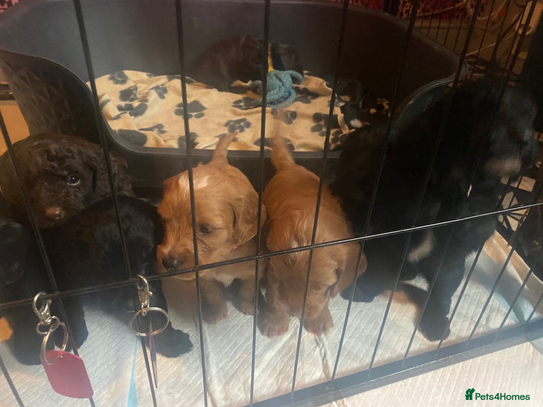 Cockapoo dogs for sale: Beautiful COCKAPOO pups  - Image 8