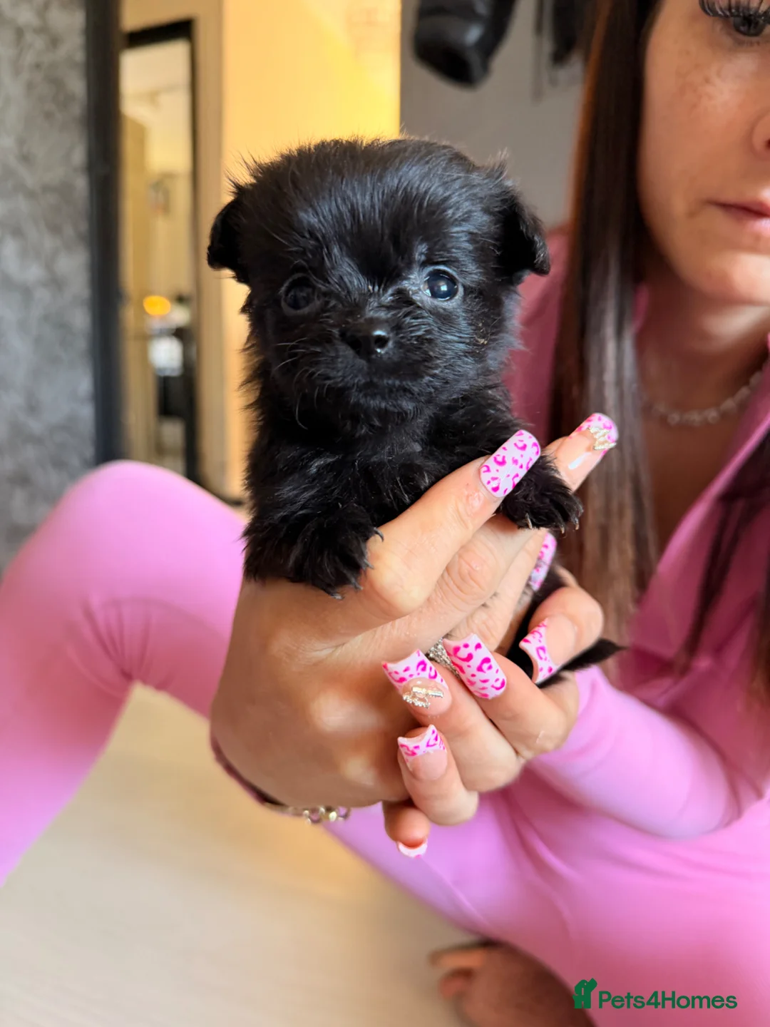 Mixed Breed dogs for sale: dameranians in Leek - Advert 4