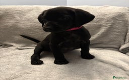 Labrador Retriever dogs for sale: Ready now beautiful Labrador retriever puppies - Image 28