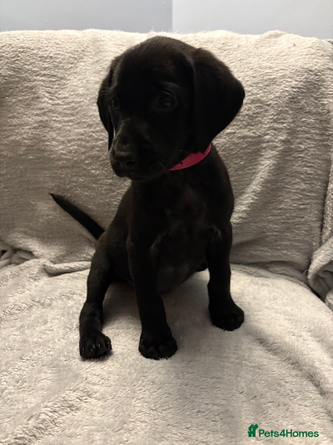 Labrador Retriever dogs for sale: Ready now beautiful Labrador retriever puppies - Image 28