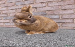 Netherland Dwarf rabbits for sale: Netherland Dwarf babies and adults - Image 8