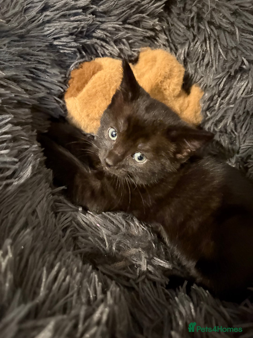 Bengal cats for sale: 3 female Bengal cross kittens  - Image 16