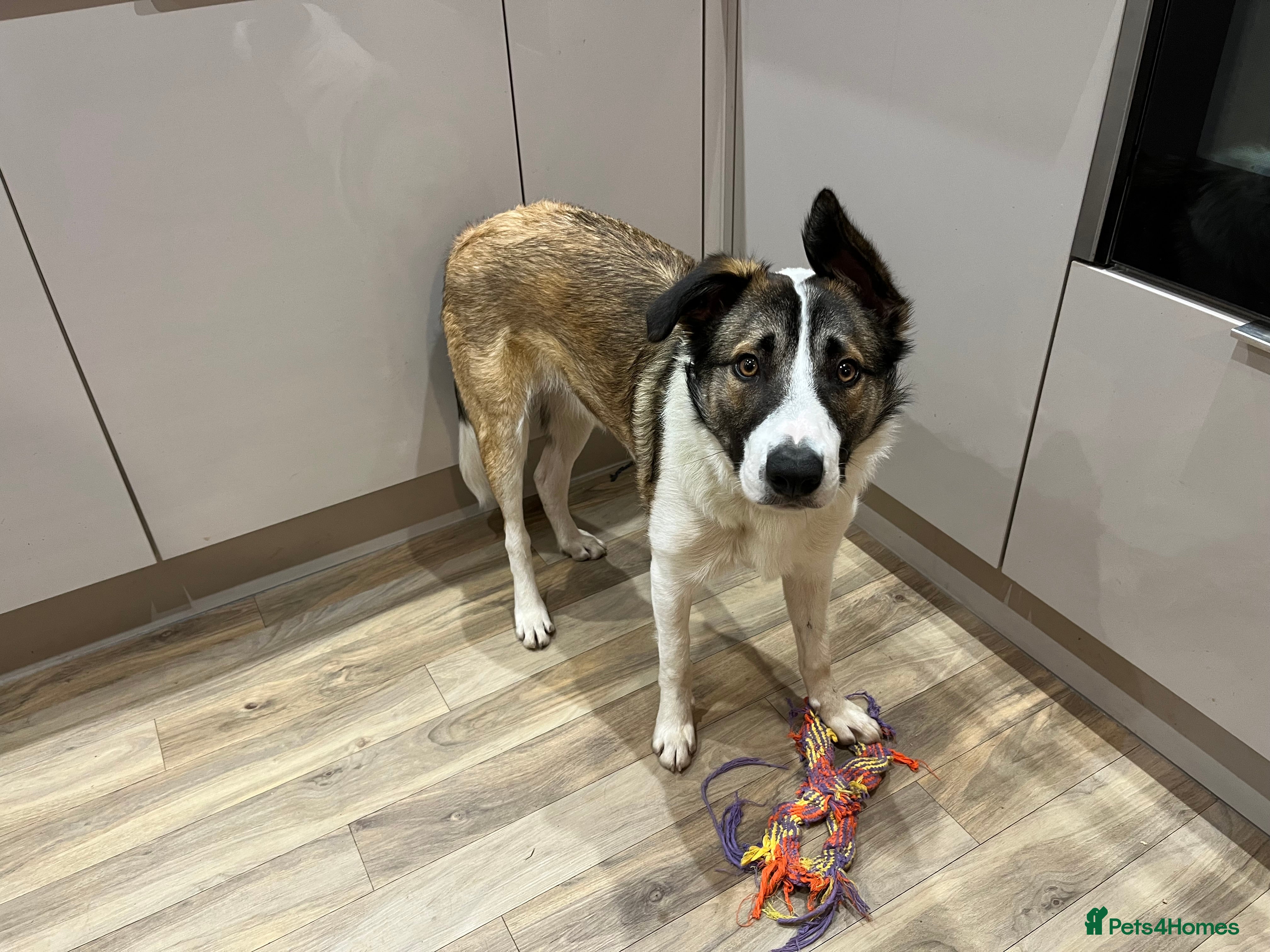 Mixed Breed dogs Border x Welsh 8 month old puppy in Plymouth - Advert 1