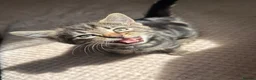 Domestic Shorthair cats for sale: Gorgeous little kittens looking for a forever home - Advert 2