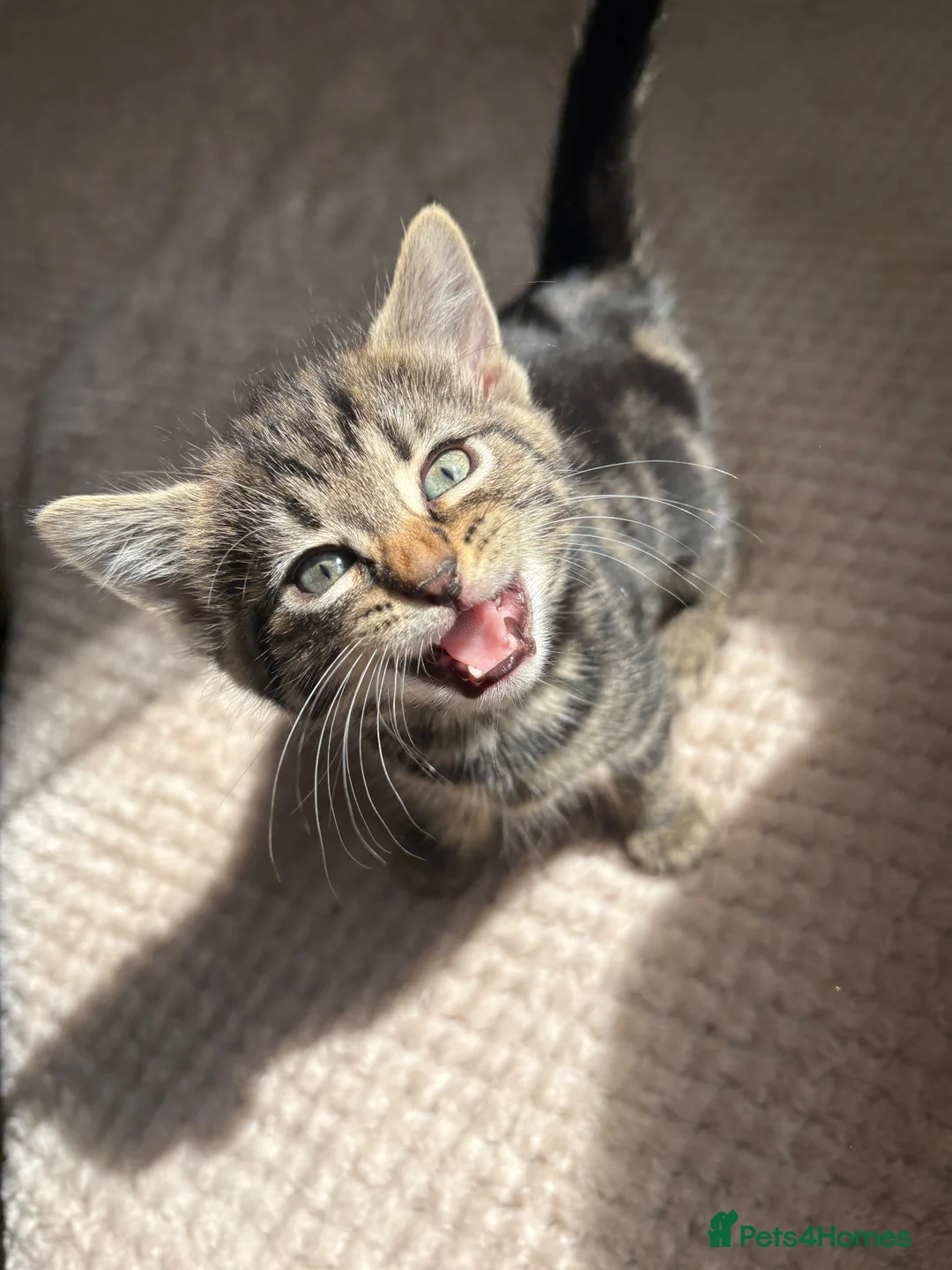 Domestic Shorthair cats for sale: Gorgeous little kittens looking for a forever home - Advert 2