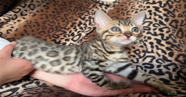 Bengal cats - Advert 2