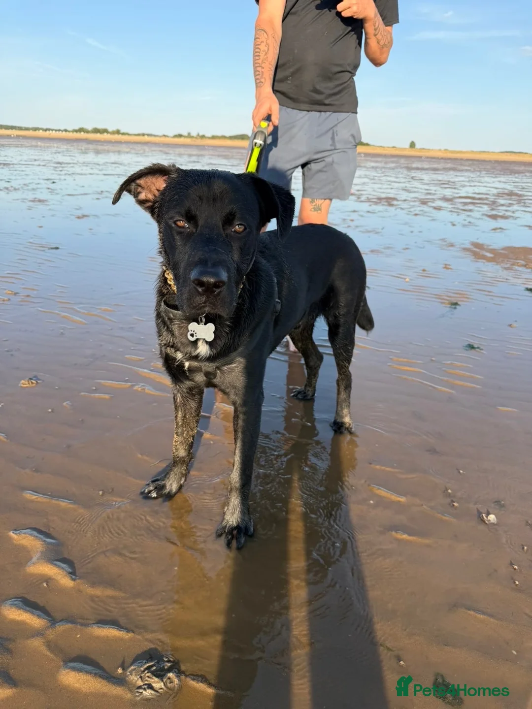 Mixed Breed dogs for sale: Rex 9 Months Old in March - Advert 2