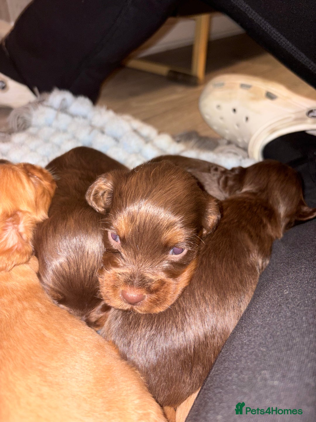 Cocker Spaniel dogs for sale: Cocker spaniel puppies  - Advert 6