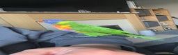 Lorikeets birds for sale: Rainbow lorikeet - Advert 1