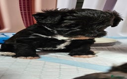 Schnoodle dogs for sale: 2 beautiful schnoodles  - Image 21