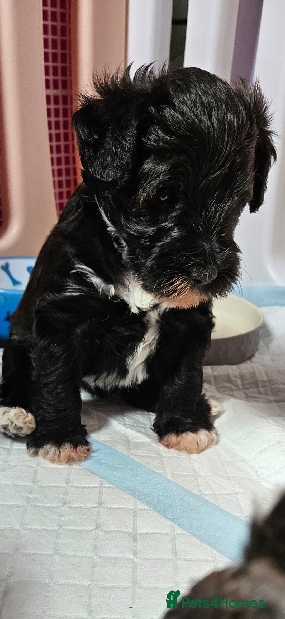 Schnoodle dogs for sale: 2 beautiful schnoodles  - Image 21