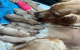 Golden Retriever dogs for sale: 2 beautiful golden retriever boys available. - Image 6