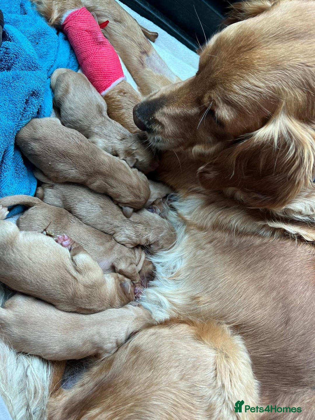 Golden Retriever dogs for sale: 2 beautiful golden retriever boys available. - Image 6