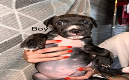 Mixed Breed dogs for sale: American bulldog X staffy 🏡 - Image 9
