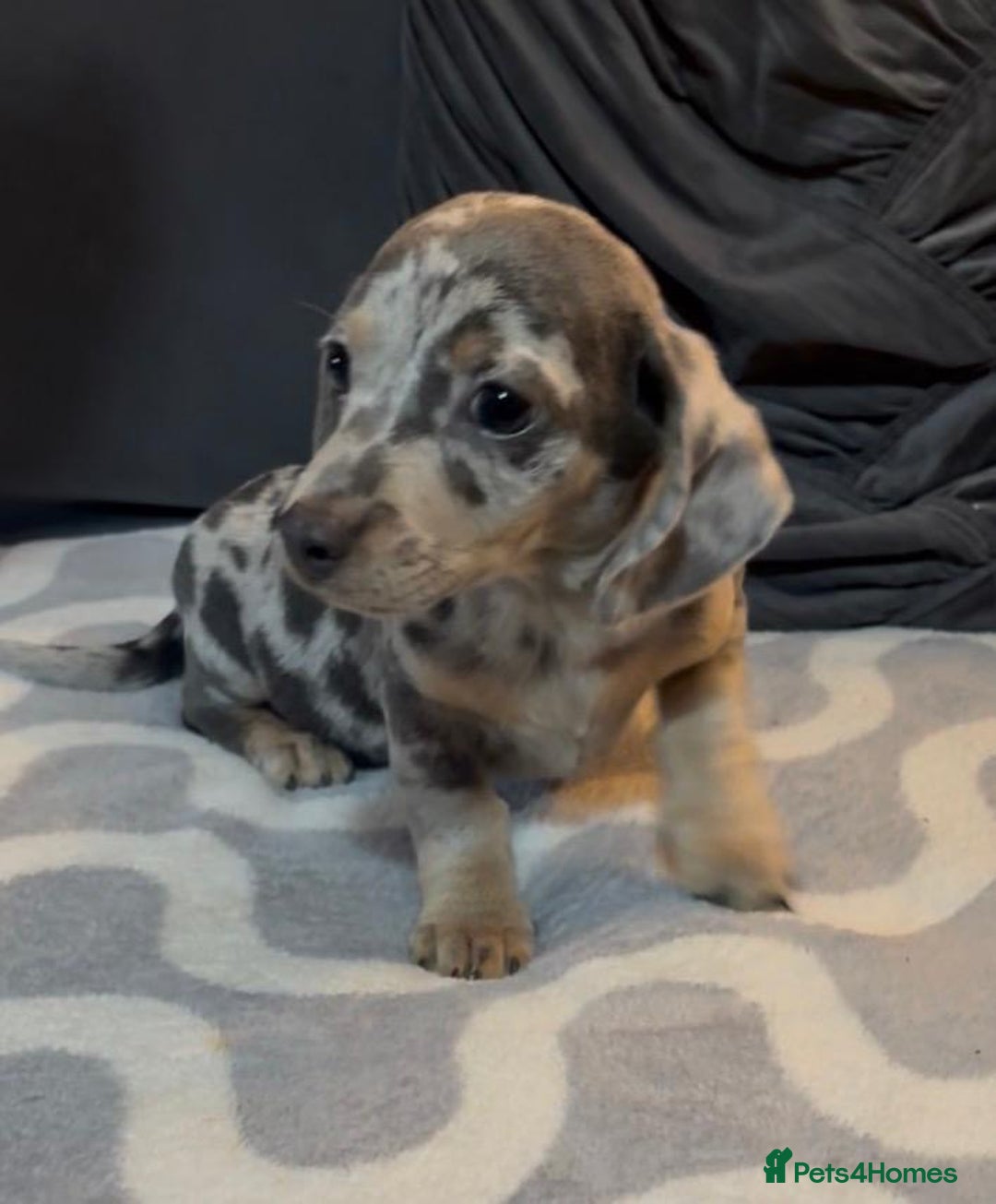 Mixed Breed dogs for sale: Daxijacks puppies ❤️💙 - Advert 10