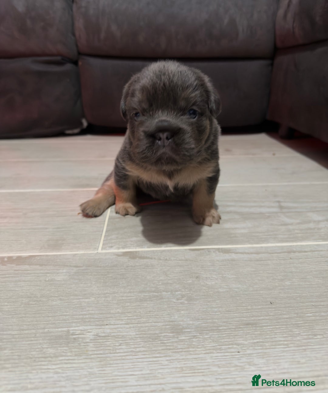 French Bulldog dogs for sale: Lilac & tan fluffies/ **  - Advert 2