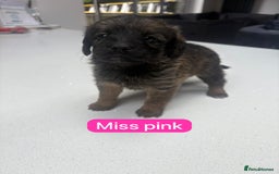 Saint Bernard dogs for sale: Outstanding Mini Saint Bernadoodle Puppies - Image 16
