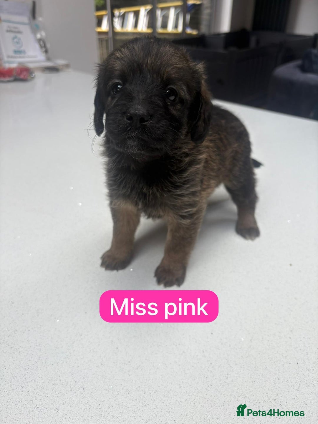 Saint Bernard dogs for sale: Outstanding Mini Saint Bernadoodle Puppies - Image 16