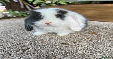Mini Lop rabbits - Advert 3