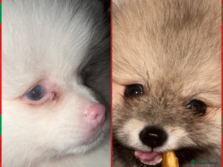 Pomeranian dogs 🏆✨LAST 2🧸SKY🩵BLUE👀 POMS🐶✨ - Advert 2