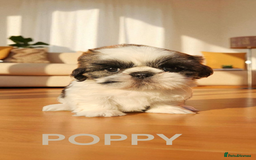 Shih Tzu dogs for sale: 💕🐶💕 STUNNING SHIH TZU 💕🐶💕 - Image 10