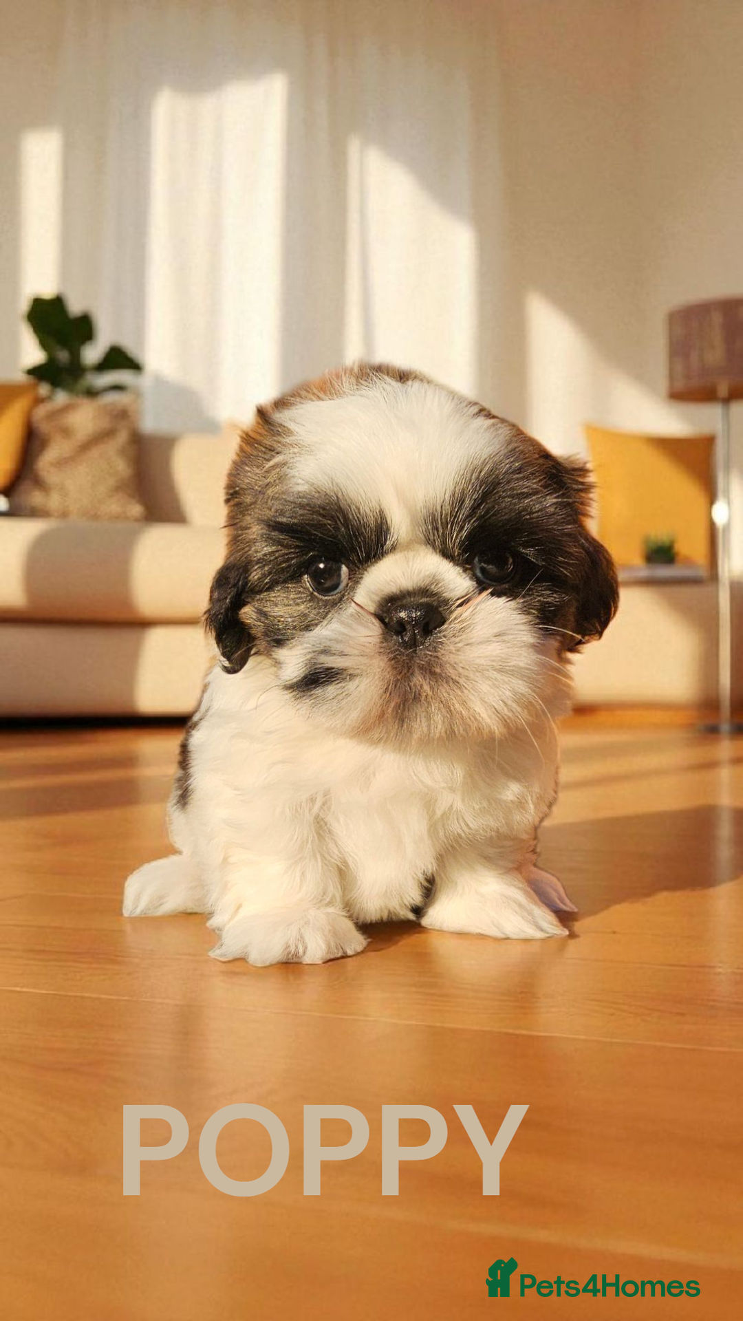 Shih Tzu dogs for sale: 💕🐶💕 STUNNING SHIH TZU 💕🐶💕 - Image 10