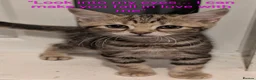 Domestic Shorthair cats for sale: READY TO LEAVE NOW🩵🩷 - Advert 32