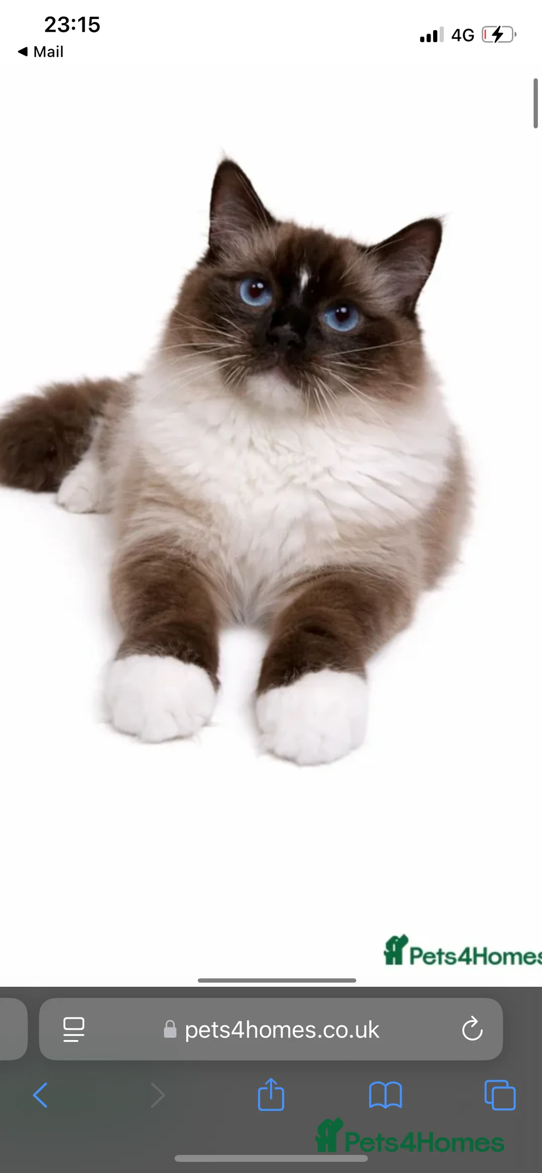 Ragdoll cats for stud: Seal mitted Ragdoll stud  - Advert 1