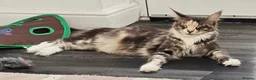 Maine Coon cats for sale: Beautiful friendly girl - Advert 15