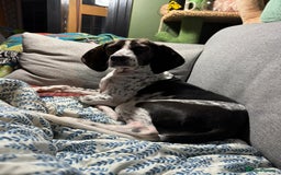 Mixed Breed dogs for adoption: Roxie – A Gentle Soul Ready for Her Forever Home - Image 3